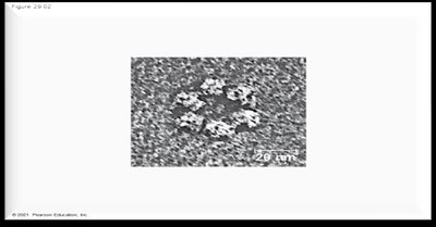 Ringed proteins on cell membrane