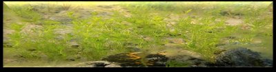Charophyte (green algae)