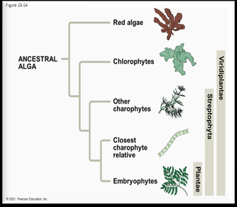 Phylogenetic tree of algae and plants