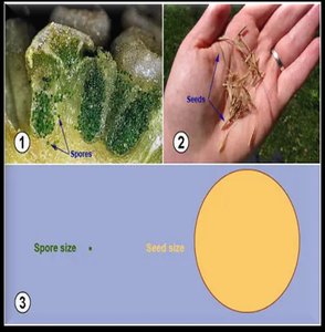 Spores and seeds comparison