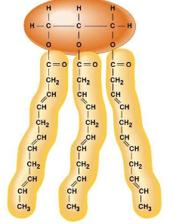 Structure of an unsaturated fat (triglyceride)