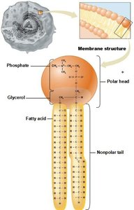 Phospholipid structure with polar head and nonpolar tails