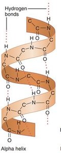 Alpha helix secondary structure