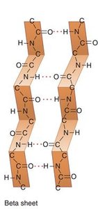 Beta sheet secondary structure