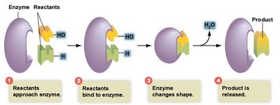 Enzyme catalysis: reactants bind, enzyme changes shape, product released