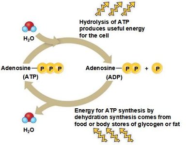 ATP cycle: hydrolysis releases energy, synthesis stores energy