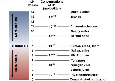 pH scale with examples of substances and their pH values