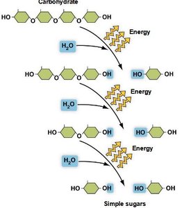 Hydrolysis of carbohydrates into simple sugars, releasing energy