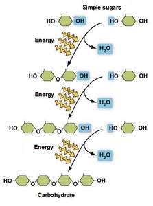 Dehydration synthesis of carbohydrates from simple sugars, requiring energy