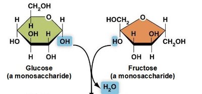 Glucose and fructose monosaccharide structures