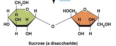 Formation of sucrose (a disaccharide) from glucose and fructose