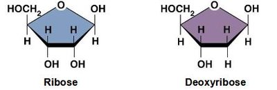 Ribose and deoxyribose structures