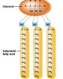 Structure of a saturated fat (triglyceride)