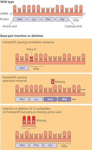 Diagram showing frameshift mutations and their effects