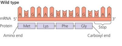 Diagram of wild-type mRNA and protein sequence