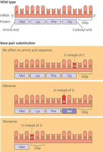 Diagram showing effects of base-pair substitution: silent, missense, and nonsense mutations