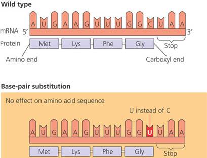 Diagram showing silent mutation with codon change but same amino acid