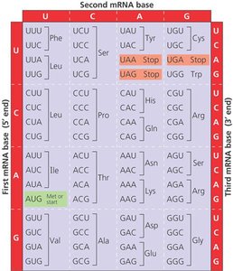 Genetic code table showing mRNA codons and corresponding amino acids