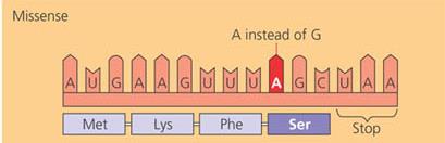 Diagram showing missense mutation with amino acid change