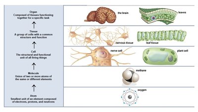 Organs, tissues, cells, atoms, and molecules