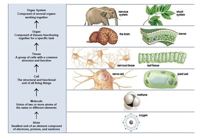 Organ systems, organs, tissues, cells, atoms, and molecules
