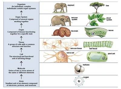 Organism, organ systems, organs, tissues, cells, atoms, and molecules
