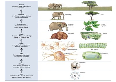 Species, organism, organ systems, organs, tissues, cells, atoms, and molecules