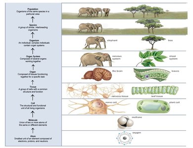 Population, species, organism, organ systems, organs, tissues, cells, atoms, and molecules