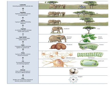 Community, population, species, organism, organ systems, organs, tissues, cells, atoms, and molecules