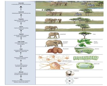 Ecosystem, community, population, species, organism, organ systems, organs, tissues, cells, atoms, and molecules