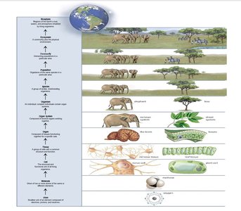 Biosphere, ecosystem, community, population, species, organism, organ systems, organs, tissues, cells, atoms, and molecules