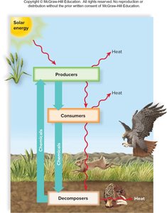 Ecosystem energy flow and chemical cycling