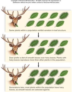 Natural selection: deer and leaf variation