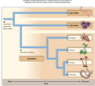 Evolutionary tree of life