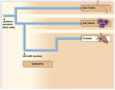 Evolutionary tree of life: domains and kingdoms