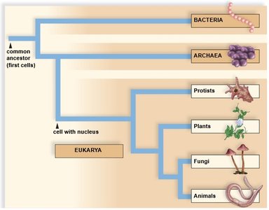 Evolutionary tree of life: domains and kingdoms