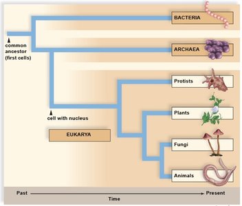 Evolutionary tree of life: domains and kingdoms