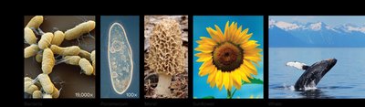 Diversity of life: bacteria, paramecium, morel, sunflower, whale