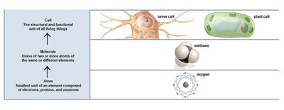 Cells, atoms, and molecules