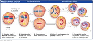 Nondisjunction process and resulting gametes