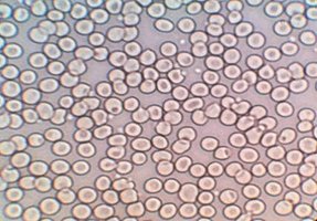 Light microscope image of cells