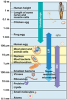 Scale of biological objects and microscopy limits