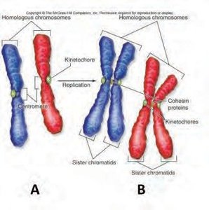 Diagram showing homologous chromosomes and sister chromatids