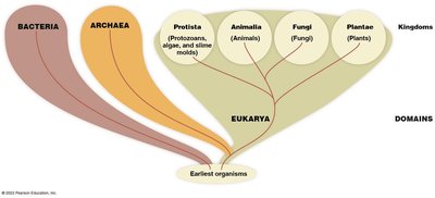 Diagram of domains and kingdoms of life