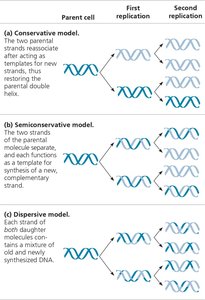 Models of DNA replication: conservative, semiconservative, dispersive