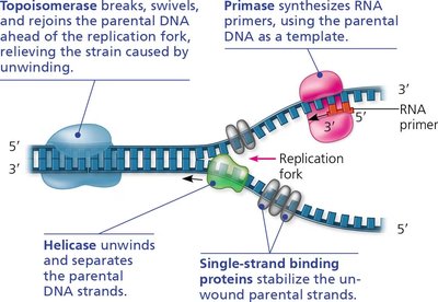 Replication fork with labeled enzymes and proteins