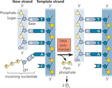 DNA polymerase catalyzing nucleotide addition
