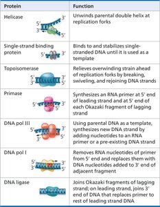Diagram showing telomere shortening during replication