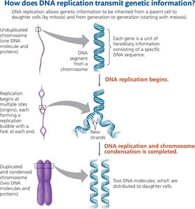 Diagram showing how DNA replication transmits genetic information
