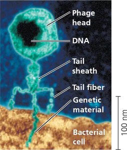 Electron micrograph of a bacteriophage with labeled parts